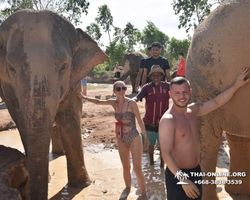 Elephant Jungle Sanctuary excursion in Pattaya Thailand - photo 517