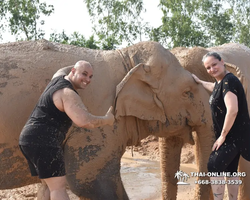 Elephant Jungle Sanctuary excursion in Pattaya Thailand - photo 233