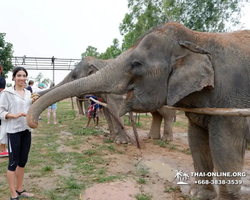 Elephant Jungle Sanctuary excursion in Pattaya Thailand - photo 433