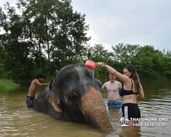 Elephant Jungle Sanctuary excursion in Pattaya Thailand - photo 526