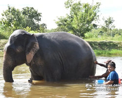 Elephant Jungle Sanctuary excursion in Pattaya Thailand - photo 483