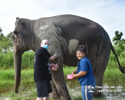 Elephant Jungle Sanctuary excursion in Pattaya Thailand - photo 743