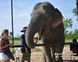 Elephant Jungle Sanctuary excursion in Pattaya Thailand - photo 1088