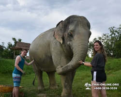Elephant Jungle Sanctuary excursion in Pattaya Thailand - photo 1028