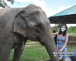 Elephant Jungle Sanctuary excursion in Pattaya Thailand - photo 753