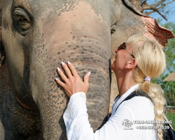 Elephant Jungle Sanctuary excursion in Pattaya Thailand - photo 791