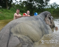 Elephant Jungle Sanctuary excursion in Pattaya Thailand - photo 474