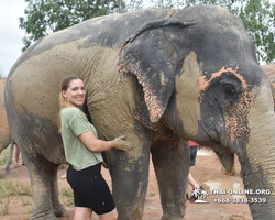 Elephant Jungle Sanctuary excursion in Pattaya Thailand - photo 242