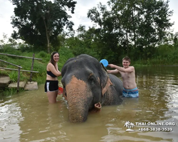 Elephant Jungle Sanctuary excursion in Pattaya Thailand - photo 347