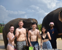 Elephant Jungle Sanctuary excursion in Pattaya Thailand - photo 979