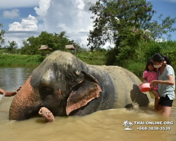 Elephant Jungle Sanctuary excursion in Pattaya Thailand - photo 543