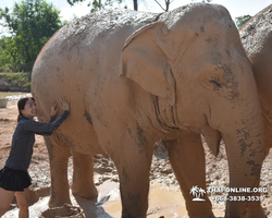 Elephant Jungle Sanctuary excursion in Pattaya Thailand - photo 557