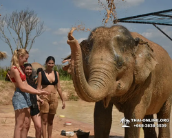 Elephant Jungle Sanctuary excursion in Pattaya Thailand - photo 530