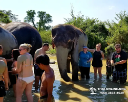 Elephant Jungle Sanctuary excursion in Pattaya Thailand - photo 388