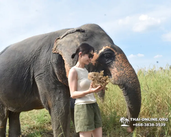 Elephant Jungle Sanctuary excursion in Pattaya Thailand - photo 820