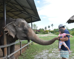 Elephant Jungle Sanctuary excursion in Pattaya Thailand - photo 813