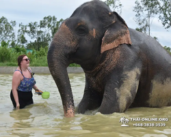 Elephant Jungle Sanctuary excursion in Pattaya Thailand - photo 463