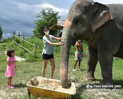 Elephant Jungle Sanctuary excursion in Pattaya Thailand - photo 267