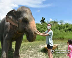 Elephant Jungle Sanctuary excursion in Pattaya Thailand - photo 615