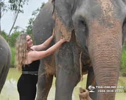 Elephant Jungle Sanctuary excursion in Pattaya Thailand - photo 501