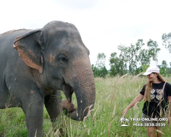 Elephant Jungle Sanctuary excursion in Pattaya Thailand - photo 503