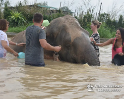 Elephant Jungle Sanctuary excursion in Pattaya Thailand - photo 529