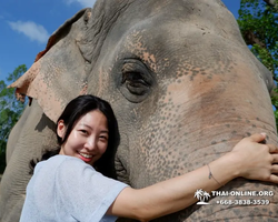 Elephant Jungle Sanctuary excursion in Pattaya Thailand - photo 741