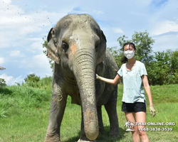 Elephant Jungle Sanctuary excursion in Pattaya Thailand - photo 497