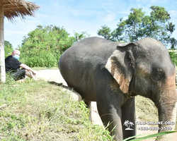 Elephant Jungle Sanctuary excursion in Pattaya Thailand - photo 114