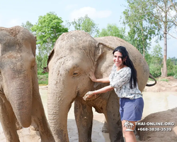 Elephant Jungle Sanctuary excursion in Pattaya Thailand - photo 245