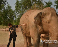 Elephant Jungle Sanctuary excursion in Pattaya Thailand - photo 160