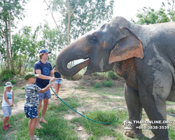 Elephant Jungle Sanctuary excursion in Pattaya Thailand - photo 12