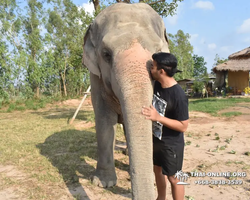 Elephant Jungle Sanctuary excursion in Pattaya Thailand - photo 165