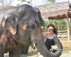 Elephant Jungle Sanctuary excursion in Pattaya Thailand - photo 141