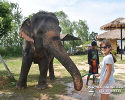 Elephant Jungle Sanctuary excursion in Pattaya Thailand - photo 152