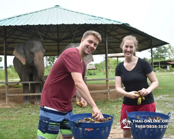 Elephant Jungle Sanctuary excursion in Pattaya Thailand - photo 726