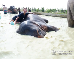 Elephant Jungle Sanctuary excursion in Pattaya Thailand - photo 929