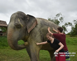 Elephant Jungle Sanctuary excursion in Pattaya Thailand - photo 1020