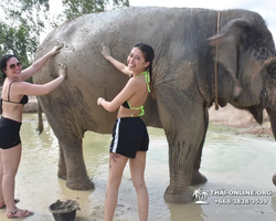 Elephant Jungle Sanctuary excursion in Pattaya Thailand - photo 704