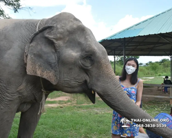 Elephant Jungle Sanctuary excursion in Pattaya Thailand - photo 803