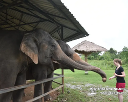 Elephant Jungle Sanctuary excursion in Pattaya Thailand - photo 1018