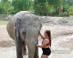 Elephant Jungle Sanctuary excursion in Pattaya Thailand - photo 235