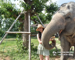 Elephant Jungle Sanctuary excursion in Pattaya Thailand - photo 16