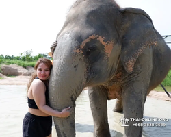Elephant Jungle Sanctuary excursion in Pattaya Thailand - photo 1087