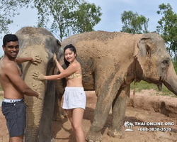 Elephant Jungle Sanctuary excursion in Pattaya Thailand - photo 139