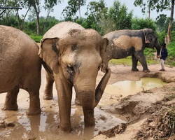 Elephant Jungle Sanctuary excursion in Pattaya Thailand - photo 11