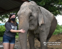 Elephant Jungle Sanctuary excursion in Pattaya Thailand - photo 574