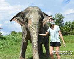 Elephant Jungle Sanctuary excursion in Pattaya Thailand - photo 498