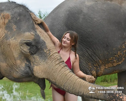 Elephant Jungle Sanctuary excursion in Pattaya Thailand - photo 639