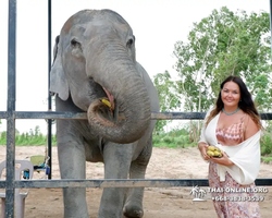 Elephant Jungle Sanctuary excursion in Pattaya Thailand - photo 424